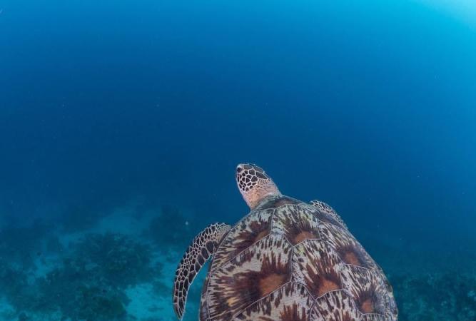 馬爾地夫海底世界