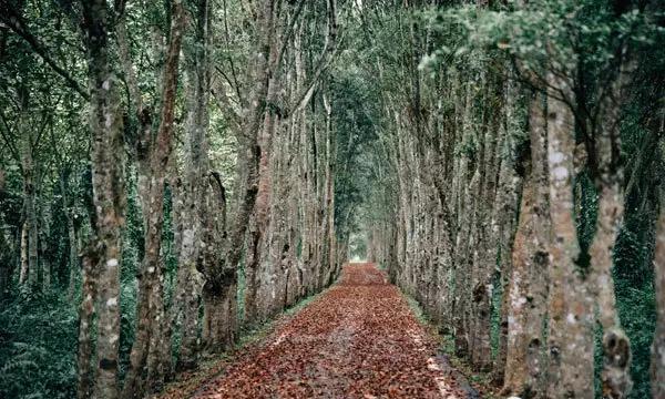 大農大富平地森林