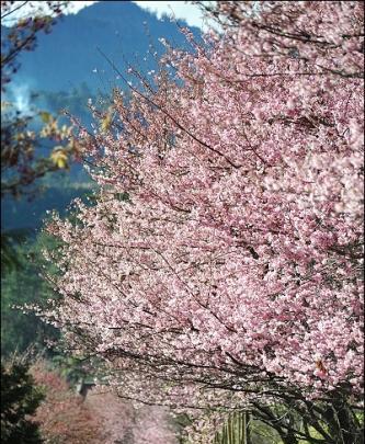 武陵農場住宿推薦