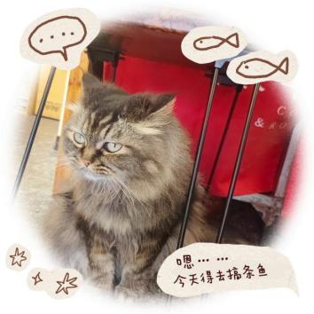 2013咖啡館貓咪